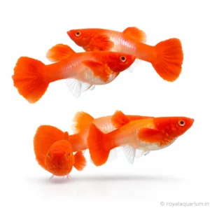 Albino Koi Guppy– Live Exotic Freshwater Fish