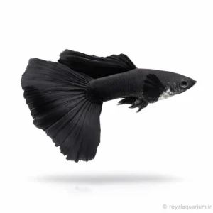 Black Moscow Guppies