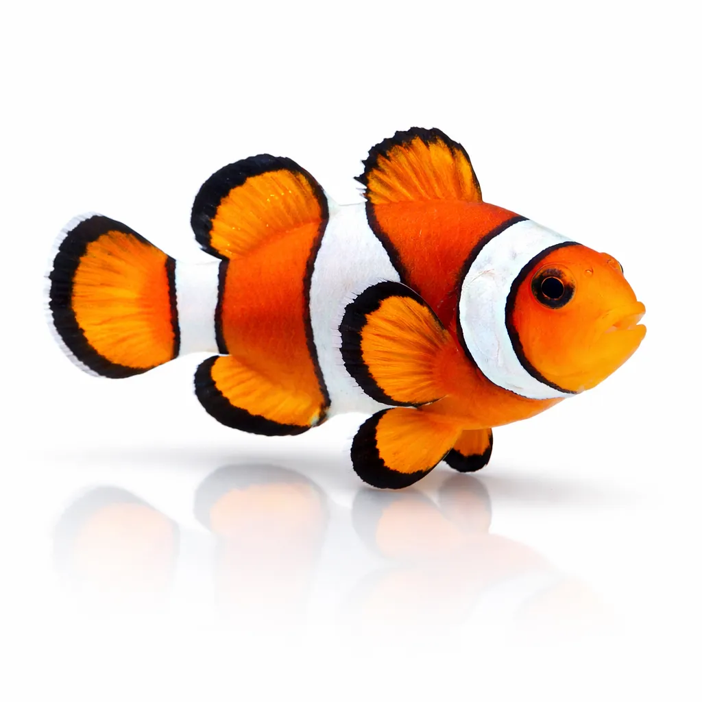 Multicolor Percula Clown Fish