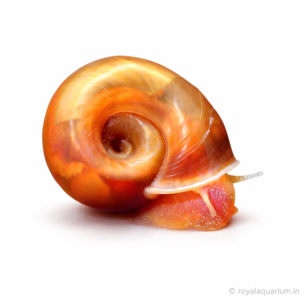 Red Ramshorn Snail | Hardy Freshwater Snail for Planted Tanks