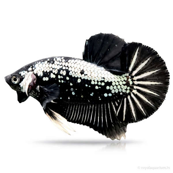 Samural Fish Buy Samurai Plakat Betta Online in India | Royal Aquarium Fish Store