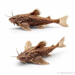 Buy Stone Catfish Online | Live Aquarium Fish Price in India