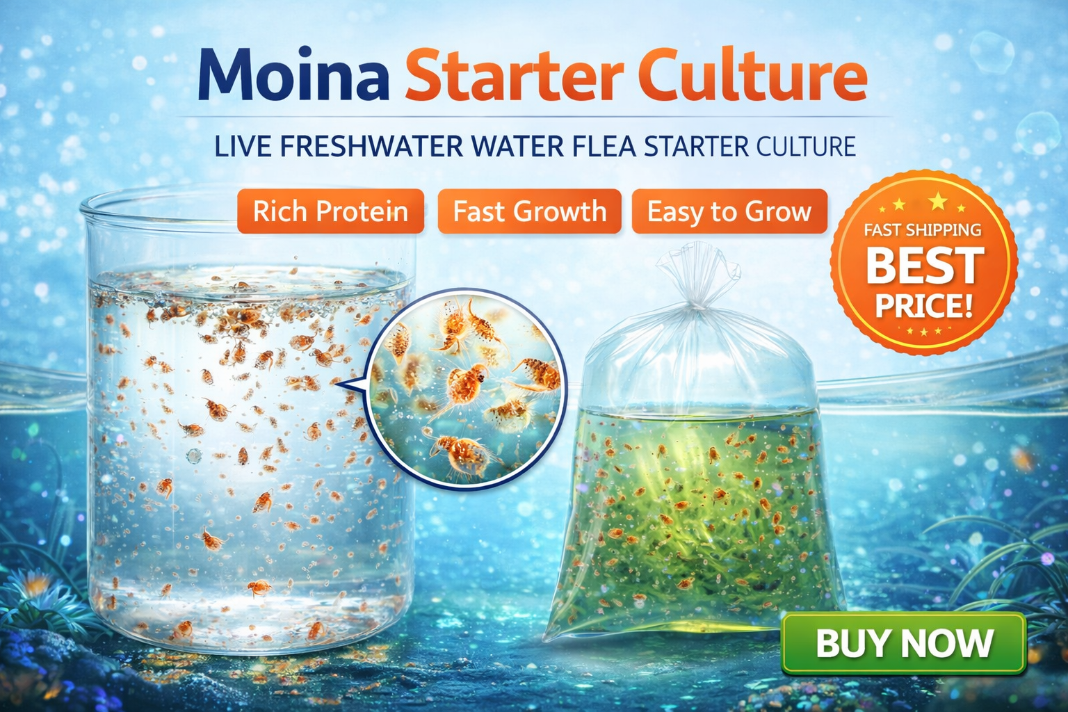 moina starter culture