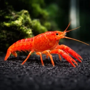 Red Lobster Procambarus sp freshwater crayfish 5 inch size for aquarium and pond